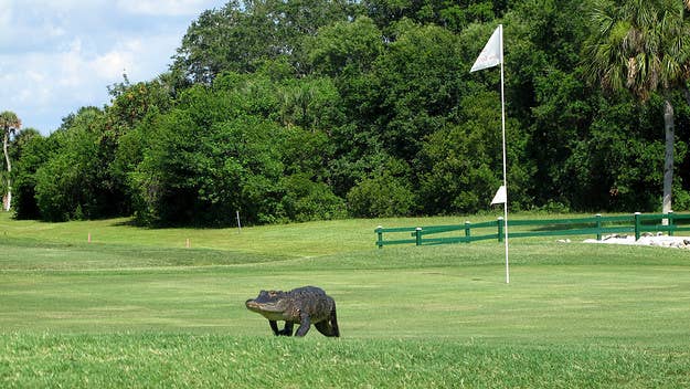 A golfer shared footage of two alligators locking jaws and tossing each other on the 18th hole of a South Carolina golf course.