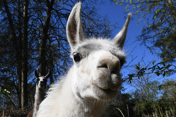 A llama is standing in his enclosure at the zoo.