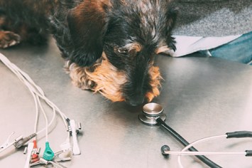Dog sniffing stethoscope