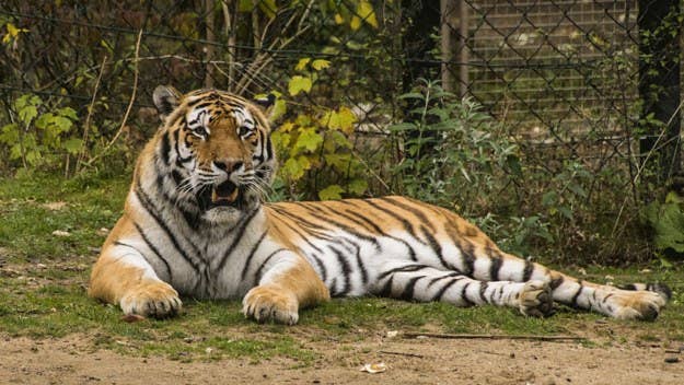 The Wynnewood, Oklahoma zoo once owned by the Tiger King, Joe Exotic, has opened up again and saw huge attendance over the weekend.