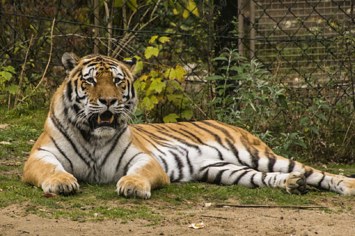 Portrait of tiger on field in zoo.