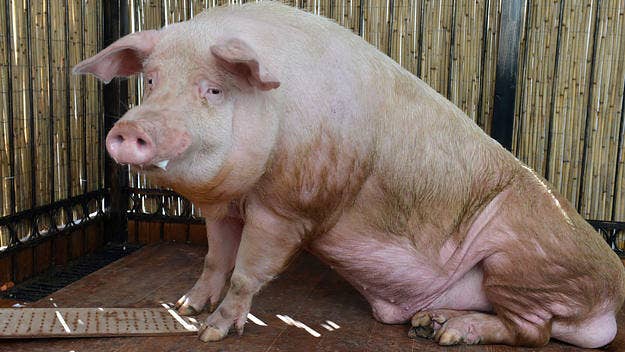 According to a study published on Monday, a new strain of influenza found in pigs in China could have the potential to become a pandemic.   