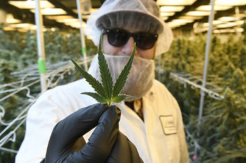 The perfect leaf of a marijuana plant.