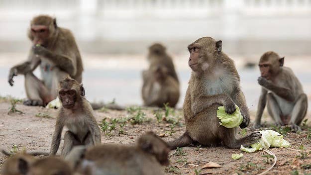 A group of monkeys reportedly attacked a lab technician in India before swiping and blood samples of patients who tested positive for COVID-19.