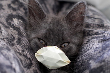 A cat with a protective mask in Buenos Aires, Argentina.