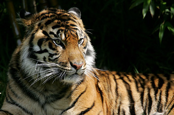 A Sumatran tiger, an endangered animal species, sits in its exhibit at the San Francisco Zoo.