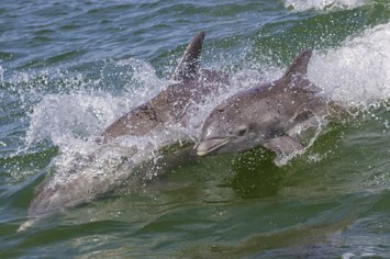 Mother and baby dolphin swimming.