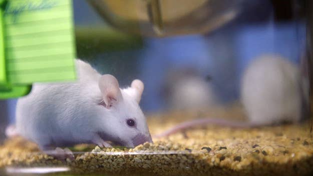 Regardless of how fast the process of obtaining these rare lab mice goes, we’re still probably a year away from a cure.