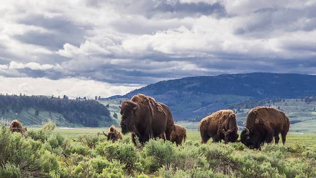 Don't f*ck with bison. For that matter, don't f*ck with any living creature right now.
