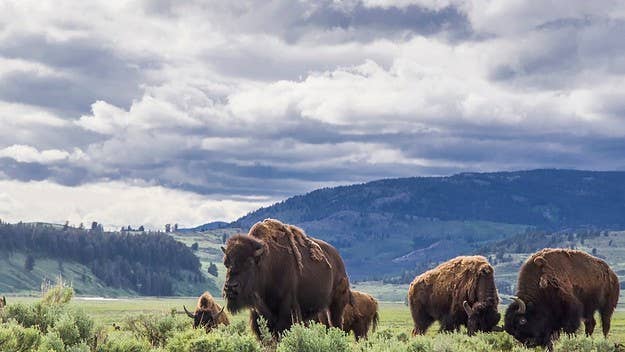 Don't f*ck with bison. For that matter, don't f*ck with any living creature right now.