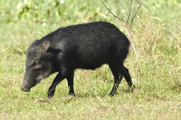 A javelina is spotted in Brazil.