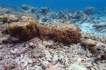 Dead and dying coral lies on the sea floor off the island of Embudu.