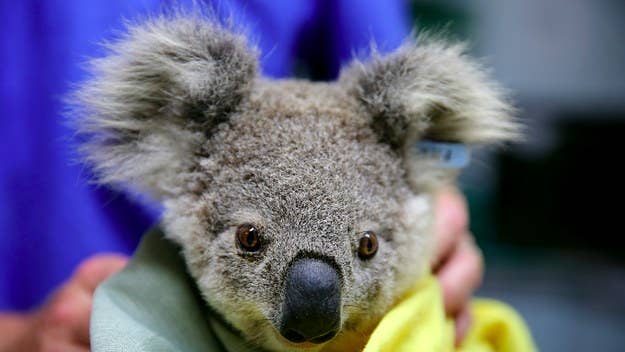 The number of wild koalas in the world might've taken a significant blow.
