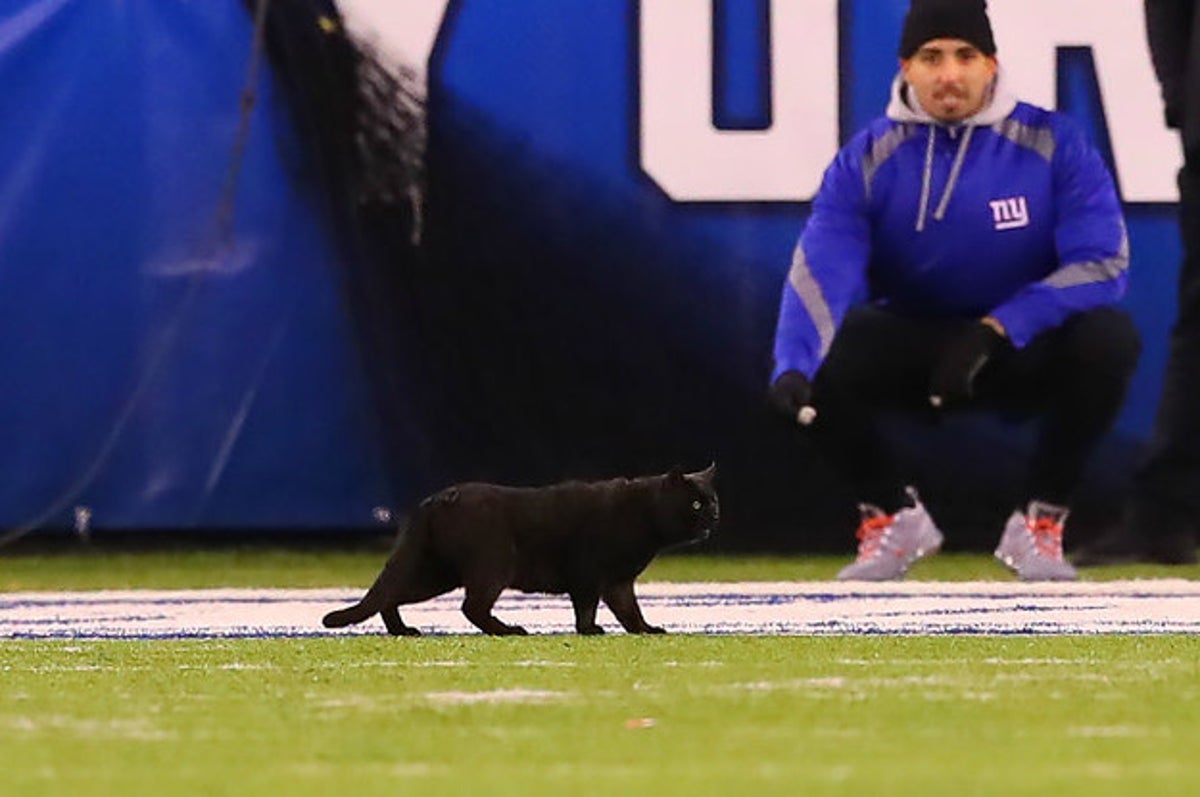 Memes celebrate a black cat during Giants' loss to Cowboys