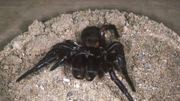 "Perfect conditions" in Australia are leading venomous funnel-web spiders to emerge from their hiding places.
