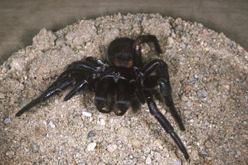 Sydney funnelweb spider, Atrax robustus, captive female used for milking.