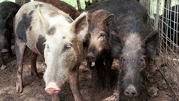 Christine Rollins, a 59-year-old careworker from Texas, was killed following a "very rare" attack from a pack of feral hogs in the early hours of Sunday.