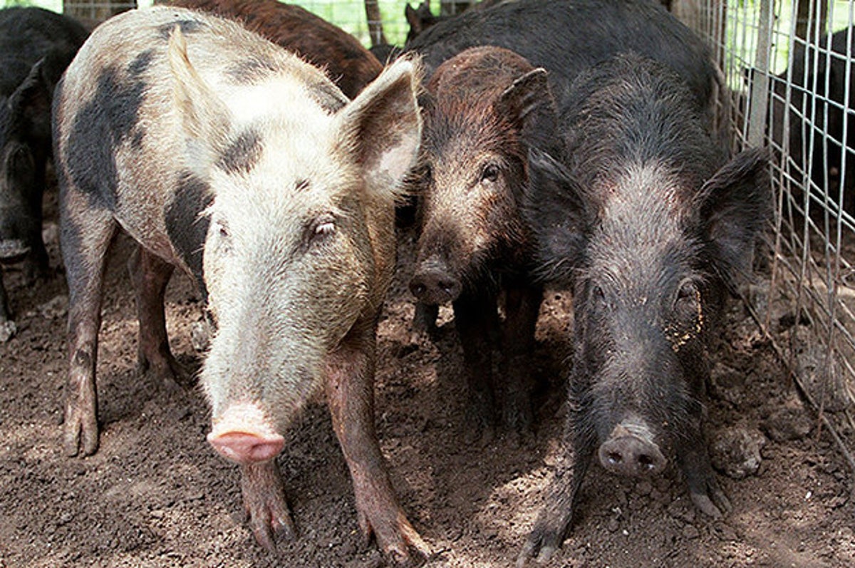 59-Year-Old Texas Careworker Killed by Feral Hogs in 'Very Rare' Attack