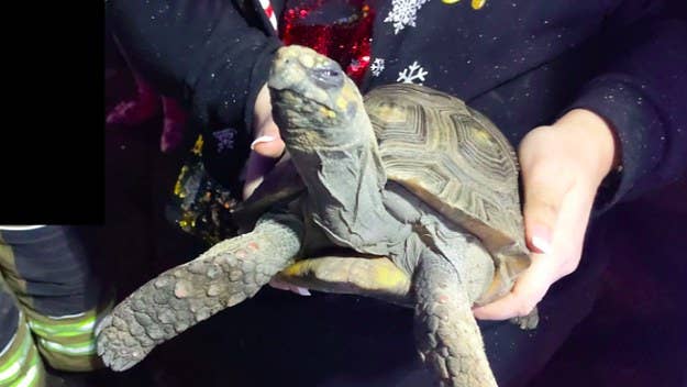 A rather angry looking tortoise was fingered as the culprit behind a Christmas day house fire in England. 