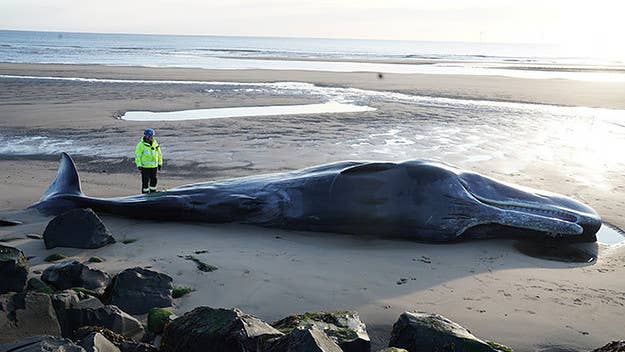 A whale that washed up on the shores of a Scottish island last week was discovered to have 220 pounds of trash in its stomach.
