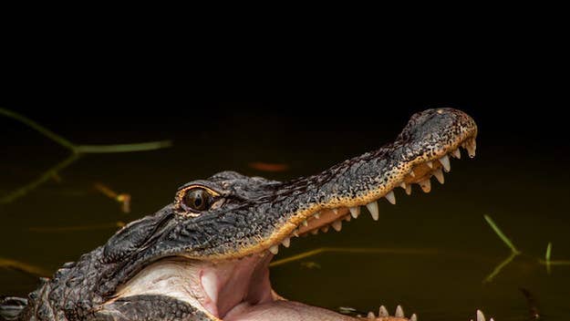 A man was found eaten by an alligator over the summer, but a medical examiner's report found that he died from a meth overdose before the reptile consumed him.