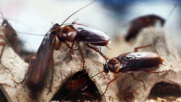 "My wife complained that there was a lot of roaches invading our garden," Cesar Schmitz.