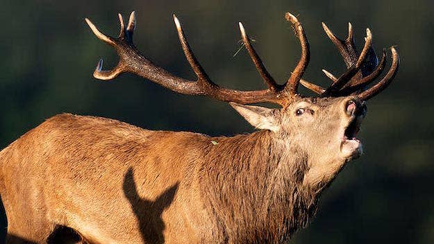 The deer is still on the loose.