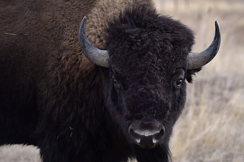 Officials from the U.S. Fish and Wildlife Service perform health checks on the bison herd.