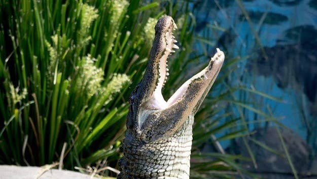 Looking to adopt a pet? Consider a move to the land of cuddly meth-gators.