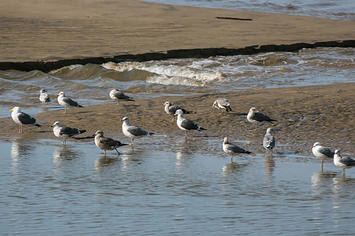 Seagulls on San Francisco's Pismo Beach