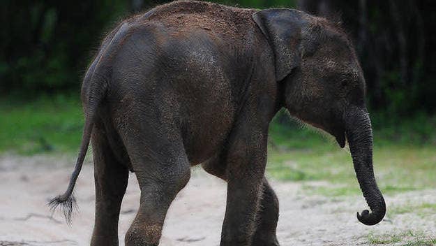 A young elephant at a zoo in Thailand died after he broke his back legs while performing a trick for tourists. 