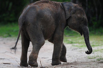 A baby elephant in Sri Lanka