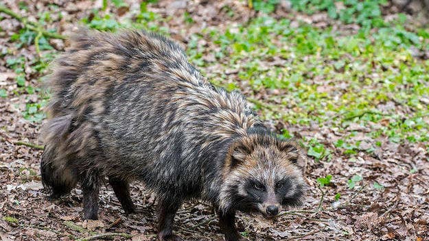 The owner of the raccoon dogs has asked for a thermal imaging drone to help find his animals.