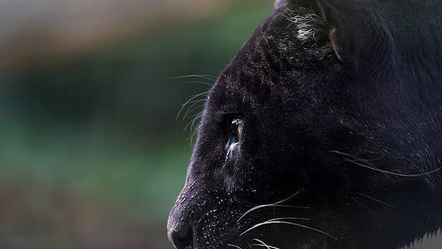 Biologists have been searching for more proof of the African black leopard in Kenya for years now.