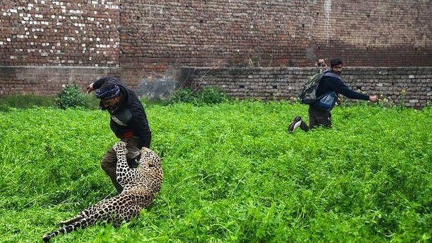 A leopard strayed into a residential area in India on Thursday, attacking four people before being captured by forest officials.