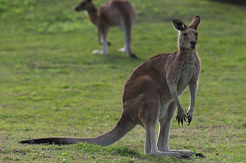 Kangaroo that's not Roger but this is about Roger