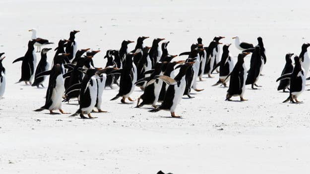 Pebble Island, one of the Falkland Islands, is now for sale. Judging by the number of penguins this island has to offer, it won't be on sale for long.