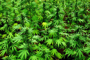 Marijuana plants in Jamaica