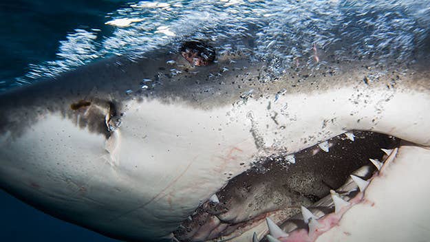 These folks swam—without a cage—with one of the largest great whites to be ever be filmed.