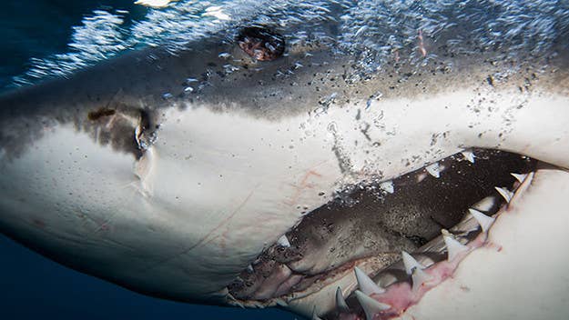 These folks swam—without a cage—with one of the largest great whites to be ever be filmed.