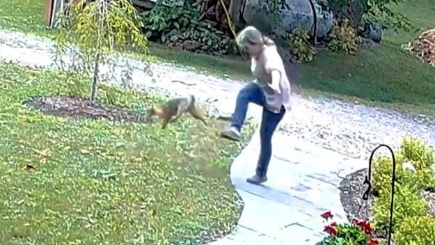 A fox who later tested positive for rabies was seen on video wandering up to a woman before viciously attacking her in her front yard in Upstate New York.
