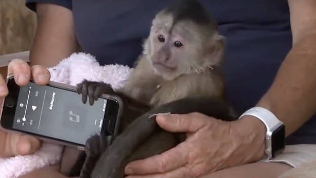 Over the weekend, police received a 911 call from a monkey at Conservation Ambassadors, also known as Zoo to You, in Paso Robles, California.