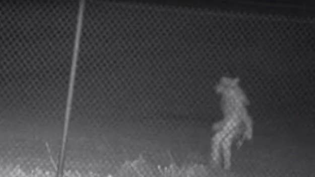 The mysterious figure was photographed outside the Amarillo Zoo. Though officials confirmed the image is real, they have yet to identify the creature.