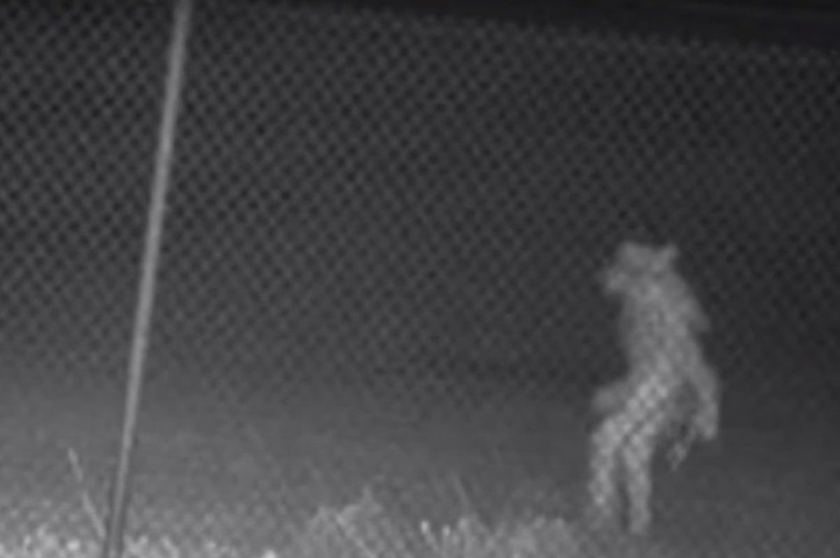 Mysterious big cat caught on security camera in Clarks Summit, Pa.