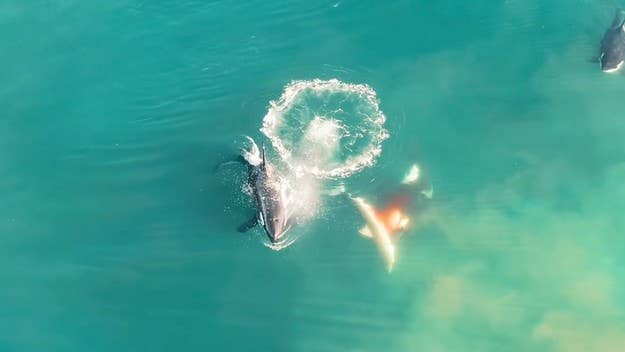 Shark Week fans are in for a treat, after drone footage recorded a pod of orca whales killing a great white shark in South Africa’s Mossel Bay.

