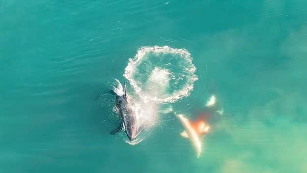 Shark Week fans are in for a treat, after drone footage recorded a pod of orca whales killing a great white shark in South Africa’s Mossel Bay.