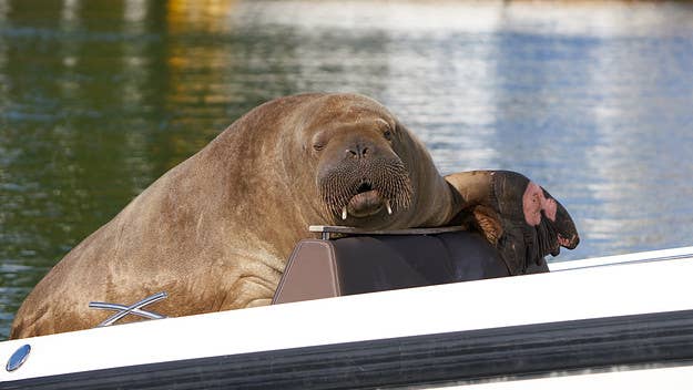 A beloved walrus was euthanized on Sunday morning after the Norwegian government determined the 1,320-pound marine mammal posed a risk to humans.