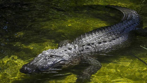 A Myrtle Beach community yacht club member is dead after an alligator took hold of them near the edge of a retention pond on Friday, police report.