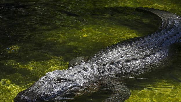 A Myrtle Beach community yacht club member is dead after an alligator took hold of them near the edge of a retention pond on Friday, police report.