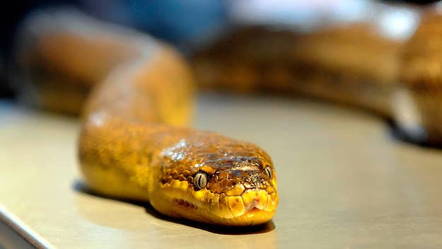 A 2-year-old in Turkey was bitten on the lip by a 20-inch snake and reportedly responded by sinking her teeth into the reptile and killing it.